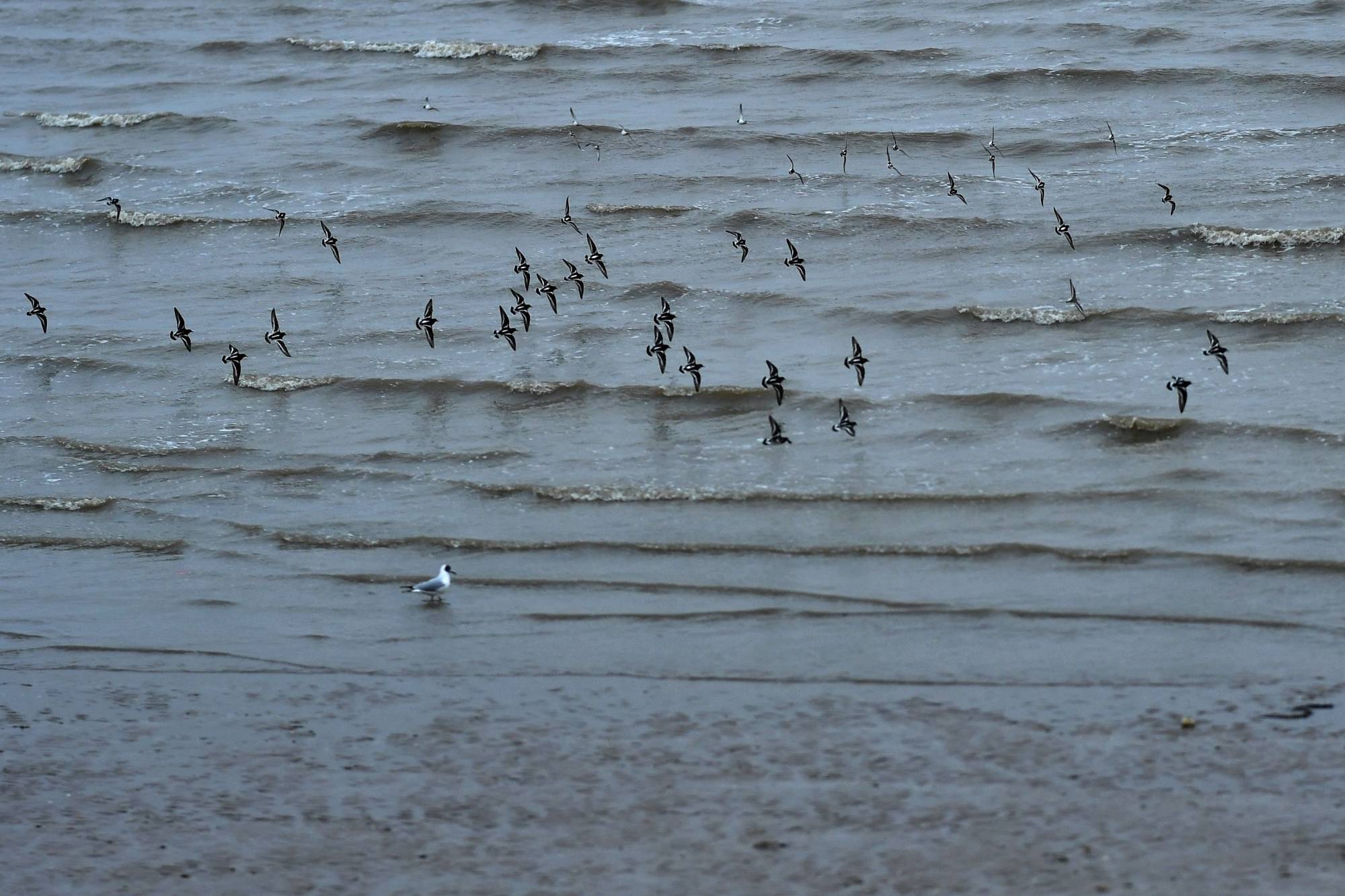 Birds fly over a beach near Sheerness, England. | Reuters