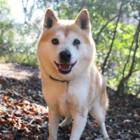 Ready to vibe: Don\'t waste another second without Tik Tok the dog in your life.  | SEITARO MATSUO
