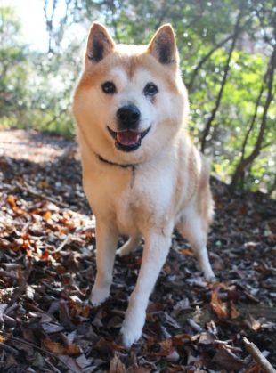 Ready to vibe: Don't waste another second without Tik Tok the dog in your life. | SEITARO MATSUO 