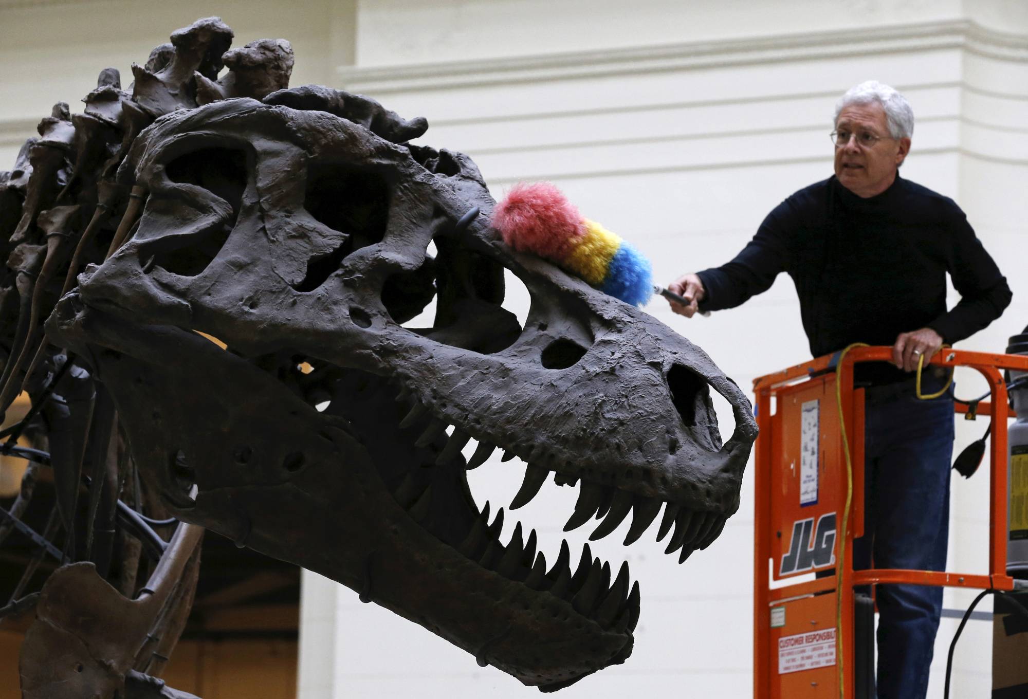 Like Godzilla, but actually real': study shows T. rex numbered 2.5