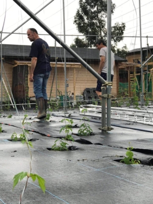 Dave Prucha surveys his young hop plants, which don’t mature for commercial use until their third year. | COURTESY OF DAVE PRUCHA 