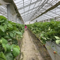 Strawberry growers, such as Kawana Farm, that offer pick-your-own berries are the perfect activity to introduce children to understanding the fruit’s natural growing cycle. | DANIELLE DEMETRIOU
