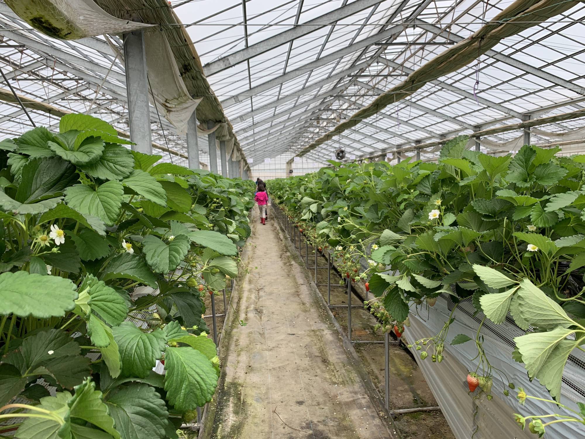 Strawberry growers, such as Kawana Farm, that offer pick-your-own berries are the perfect activity to introduce children to understanding the fruit’s natural growing cycle. | DANIELLE DEMETRIOU