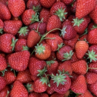 Over 300 varieties of strawberries are cultivated throughout Japan.  | DANIELLE DEMETRIOU
