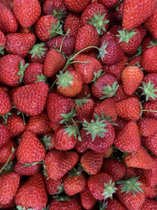 Over 300 varieties of strawberries are cultivated throughout Japan. | DANIELLE DEMETRIOU 
