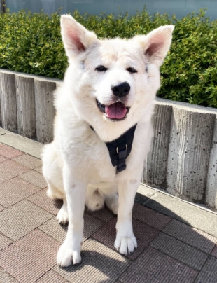 Your royal reward: Harry the dog is a big dog looking for the respect he deserves. | YOUKA NAGASE 