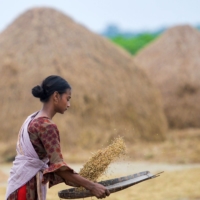 A worker harvests rice at a paddy field in Kishoreganj, Bangladesh, on Thursday.  | AFP-JIJI