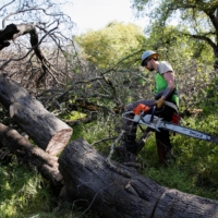 Private firefighter Sean Pafford cuts dead tree limbs as part of a fire prevention project at a park outside Sacramento, California, on April 5. | REUTERS