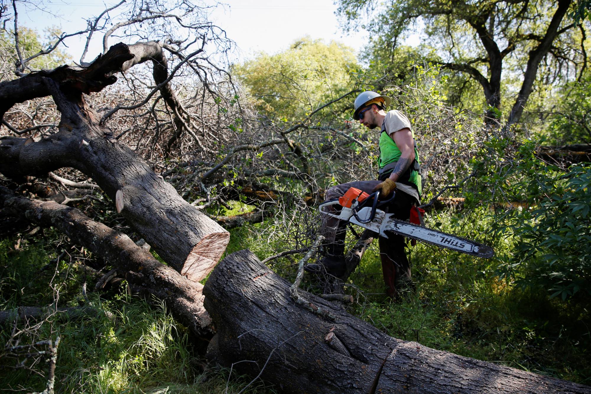 Private firefighter Sean Pafford cuts dead tree limbs as part of a fire prevention project at a park outside Sacramento, California, on April 5. | Reuters