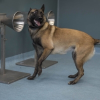 A dog sniffs out COVID-19 during a training session at the national veterinary school of Alfort in Paris in October 2020.  | GETTY IMAGES / VIA BLOOMBERG 