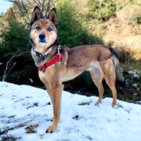 Outdoor fun: Enoki is looking for a friend to go on walks with. Trust us, this dog likes walks.  | KANA MATSUTANI