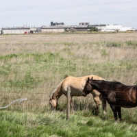 Horses graze outside the JBS beef plant in Brooks, Alberta, on Tuesday.  | BLOOMBERG