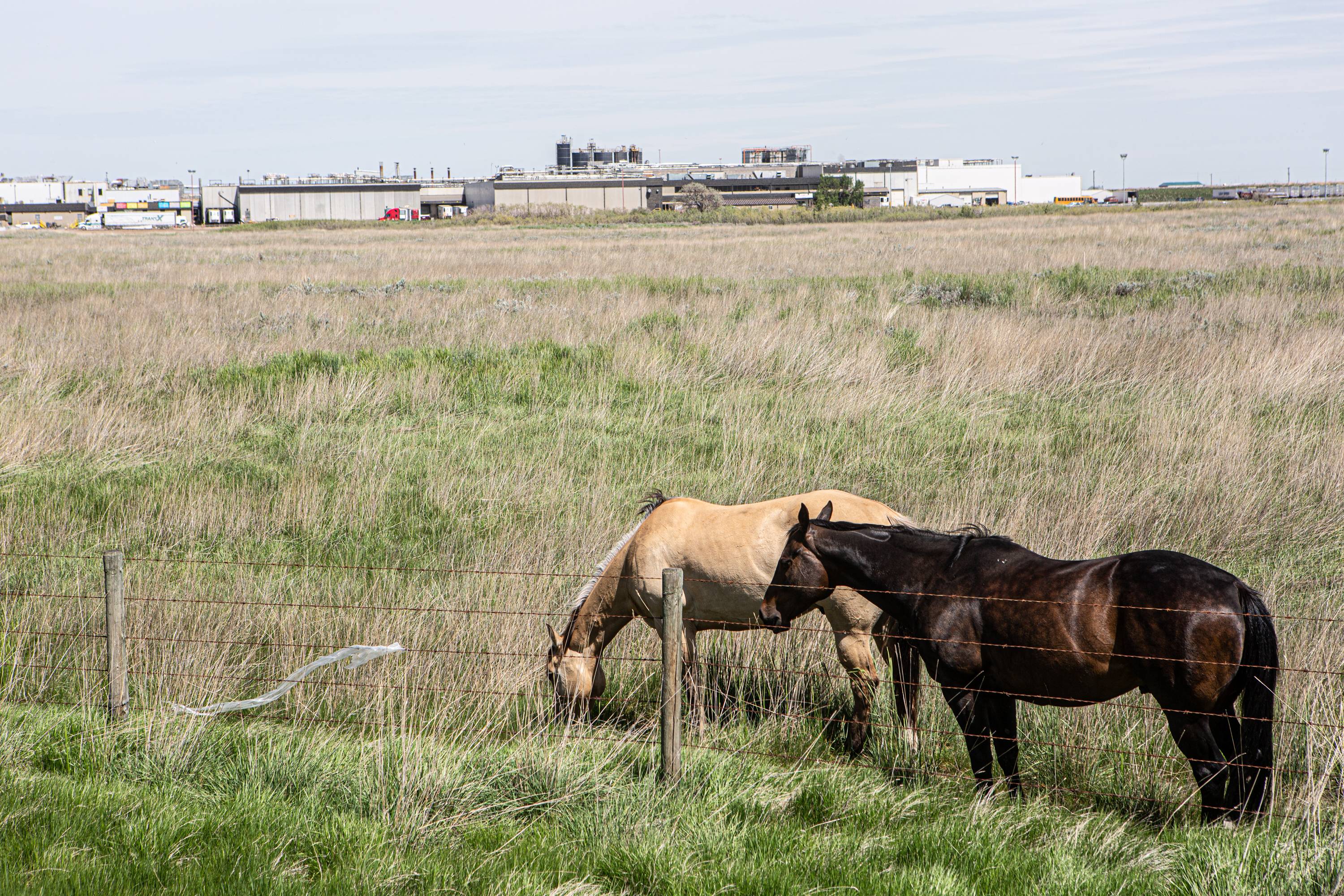 Horses graze outside the JBS beef plant in Brooks, Alberta, on Tuesday. | Bloomberg