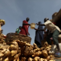 Freshly washed ginger bulbs at a market in Kaduna | REUTERS 