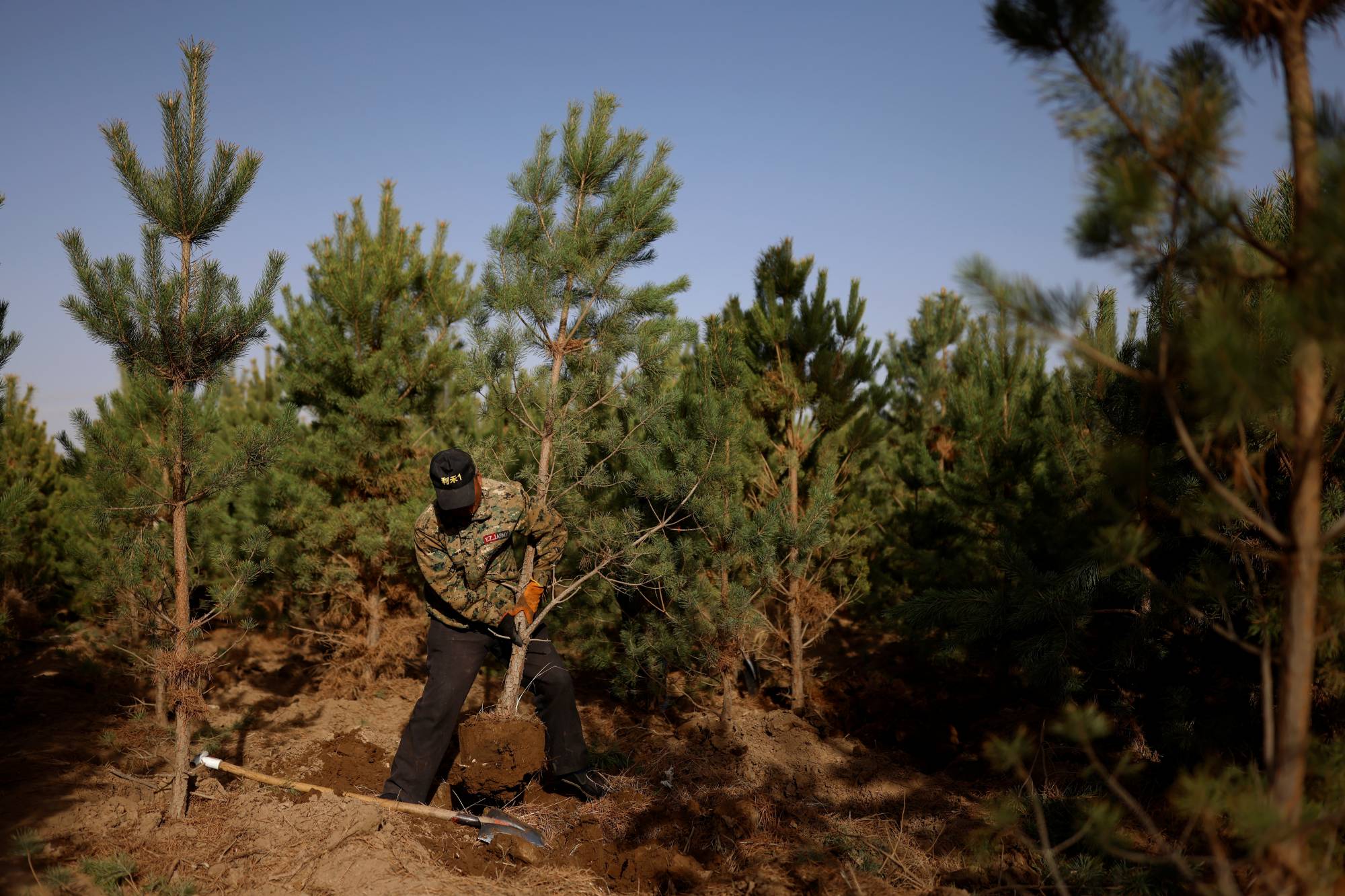 A worker lifts a tree from the ground at the Toudunying state-owned commercial forest estate on the outskirts of Wuwei. | Reuters 