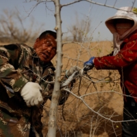 Wang Yinji and his wife, Jin Yuxiu, trim a tree on the outskirts of Wuwei.  | REUTERS 
