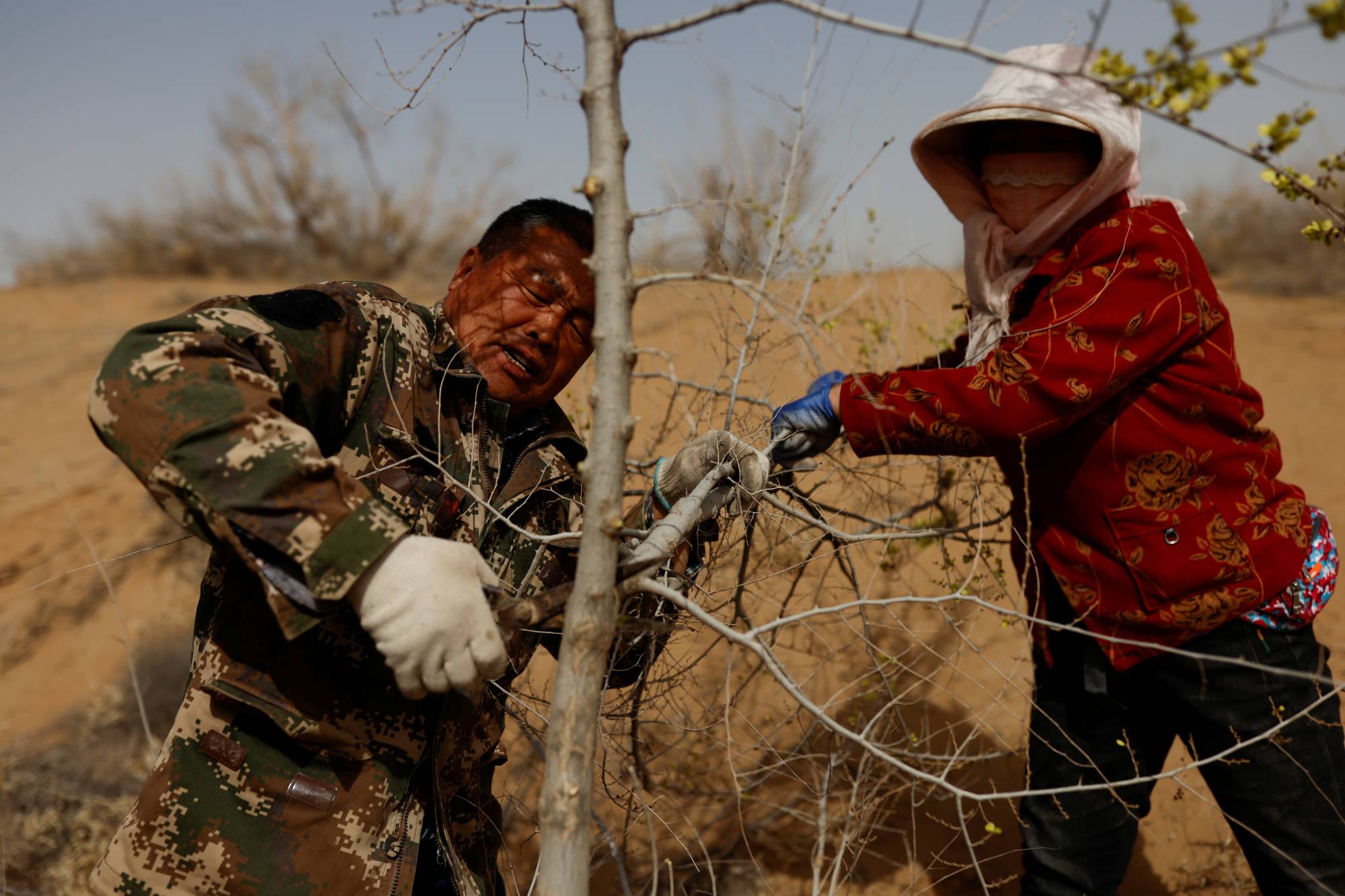 Wang Yinji and his wife, Jin Yuxiu, trim a tree on the outskirts of Wuwei. | Reuters 