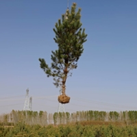 A tree is lifted with a crane before being placed on a truck at the Toudunying state-owned commercial forest estate in a village near the edge of the Gobi desert, on the outskirts of Wuwei, Gansu province, China. | REUTERS 