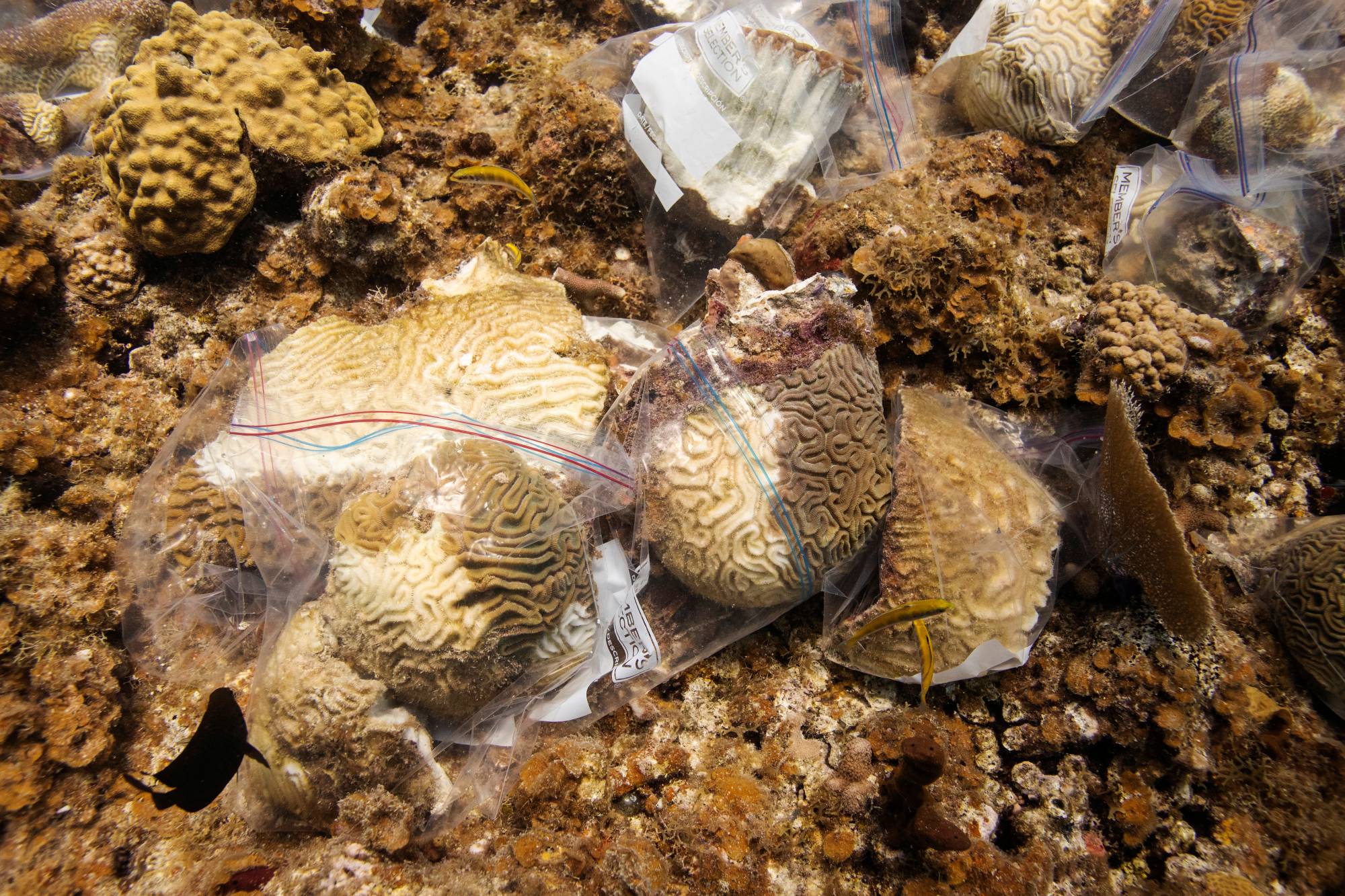 Different species of brain coral lie in ziplock bags to limit their ability to spread pathogens of stony coral tissue loss disease near the University of the Virgin Islands campus in St Thomas in the U.S. Virgin Islands. | REUTERS