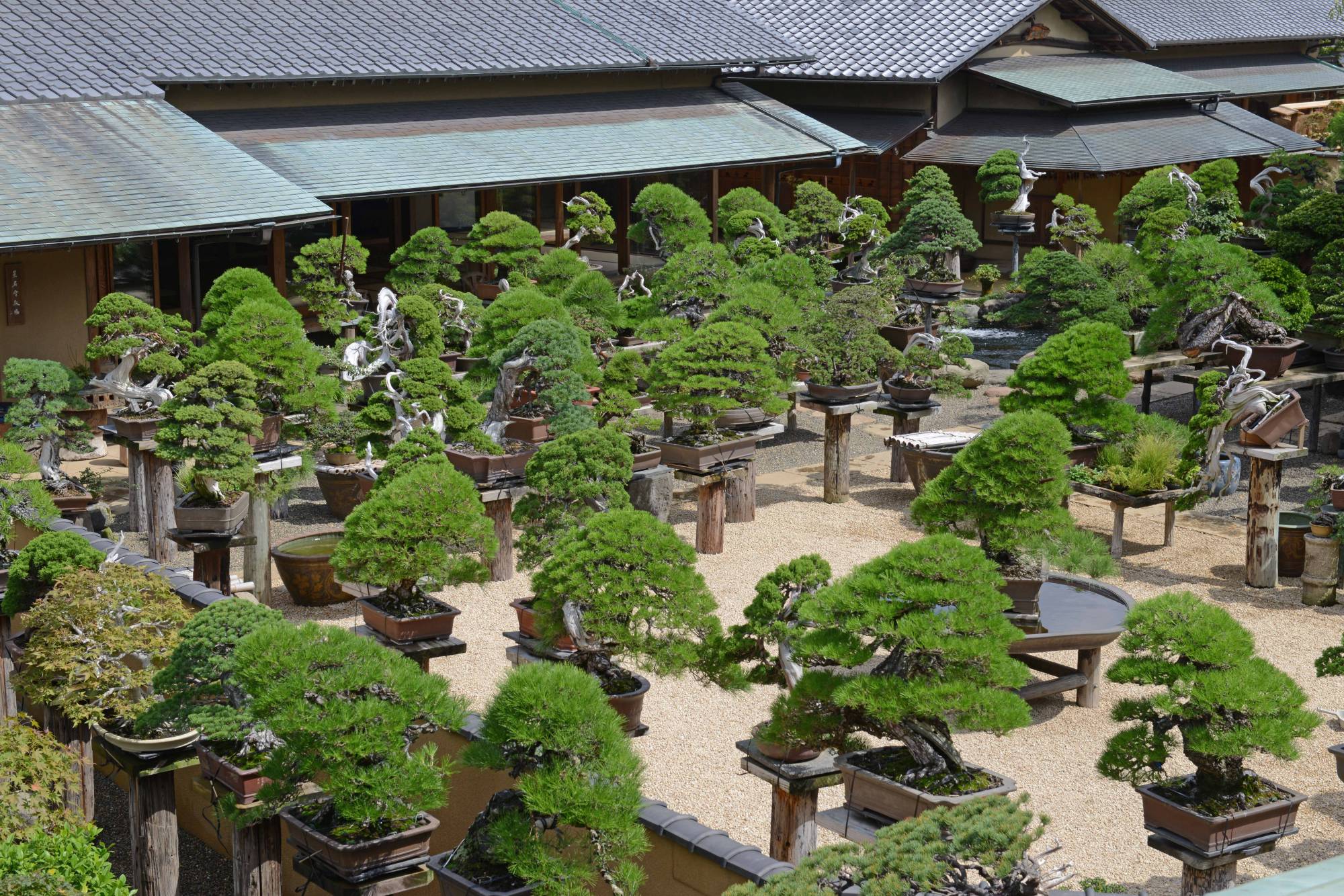 Some of the trees at Shunka-en, a nursery in eastern Tokyo, are centuries old. | STEPHEN MANSFIELD