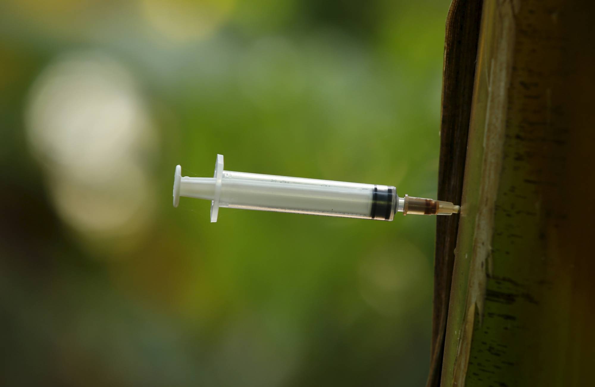 A discarded heroin syringe is stuck into a banana tree after being used by an addict in Hanoi in December 2015.   | REUTERS
