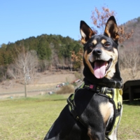 Get fit: Zac is a strong dog who loves to get exercise in the park.  | SEITARO MATSUO