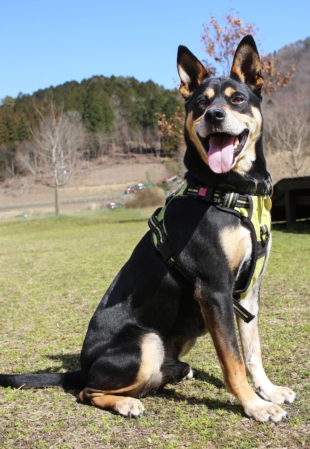 Get fit: Zac is a strong dog who loves to get exercise in the park. | SEITARO MATSUO