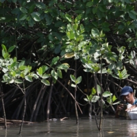 A worker removes rubbish to prepare for the planting of mangrove trees in a mangrove swamp on the island of Bali in Indonesia. | BLOOMBERG 