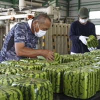 Workers check cube-shaped watermelons in Zentsuji, Kagawa Prefecture, on Wednesday, as the season\'s first shipments of the fruit start. | KYODO
