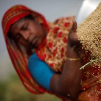 A worker dries rice at a farm in Dhaka.   | REUTERS 