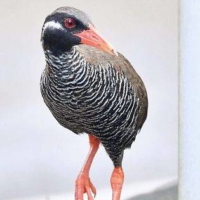 The discovery of a new species of bird, the Okinawa rail, took place 40 years ago in June. It remains an endangered species. | THE OKINAWA TIMES
