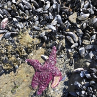 A dead sea star in West Vancouver | CHRISTOPHER HARLEY / UNIVERSITY OF BRITISH COLUMBIA / VIA THE NEW YORK TIMES