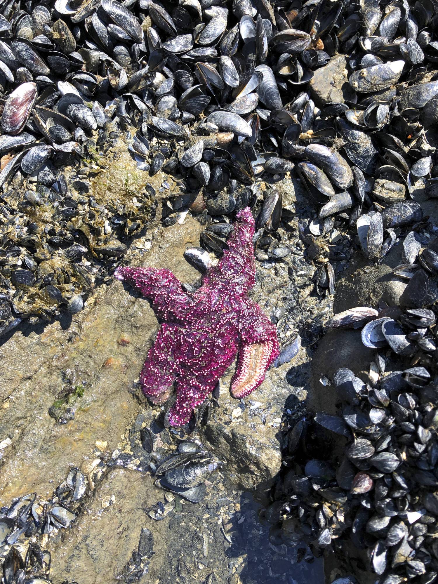 A dead sea star in West Vancouver | Christopher Harley / University of British Columbia / via The New York Times