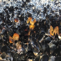 Dead mussels near Suicide Bend Park in West Vancouver, British Columbia
 | CHRISTOPHER HARLEY / UNIVERSITY OF BRITISH COLUMBIA / VIA THE NEW YORK TIMES