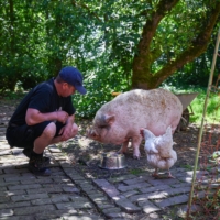 An employee feeds a pig named Eberhard who was rescued from a research lab. | LENA MUCHA / THE NEW YORK TIMES