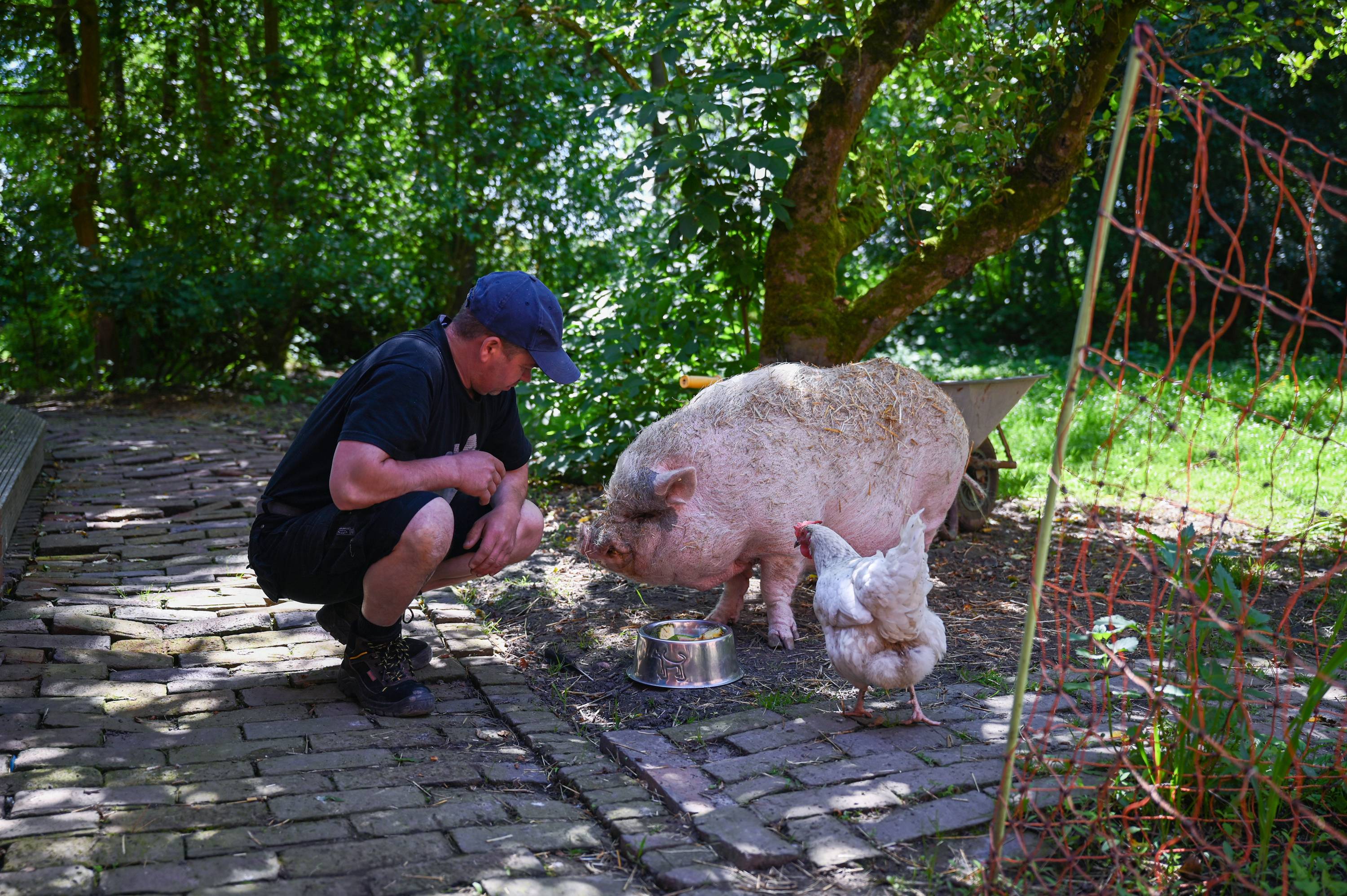 An employee feeds a pig named Eberhard who was rescued from a research lab. | Lena Mucha / The New York Times