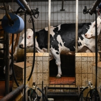 Cows in the milking process at a conventional dairy farm near Hof Butenland | LENA MUCHA / THE NEW YORK TIMES