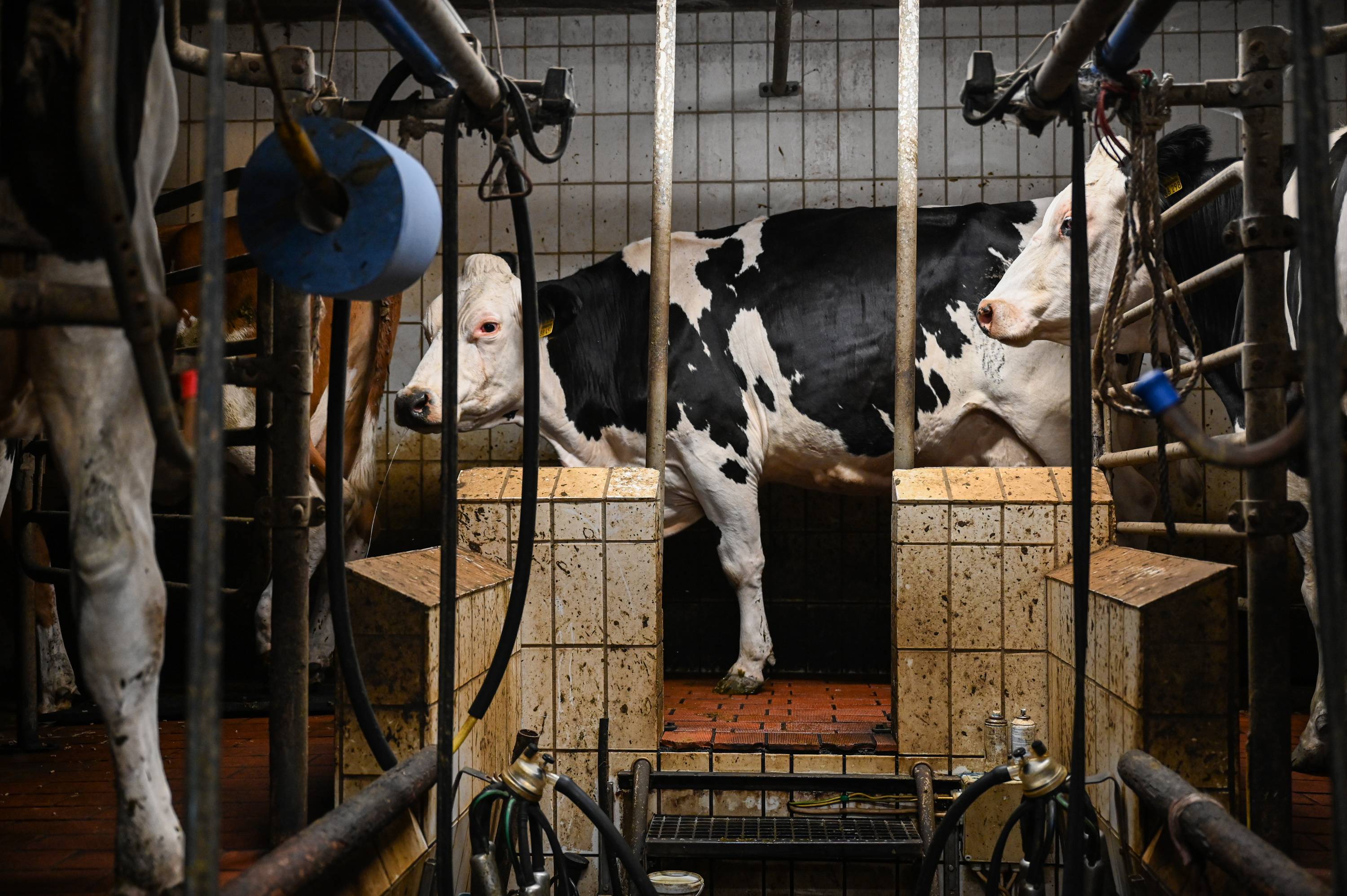 Cows in the milking process at a conventional dairy farm near Hof Butenland | Lena Mucha / The New York Times
