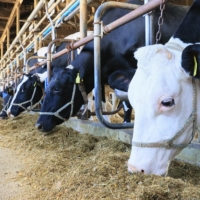 A cattle barn in the town of Okoppe in Hokkaido | HOKKAIDO SHIMBUN

