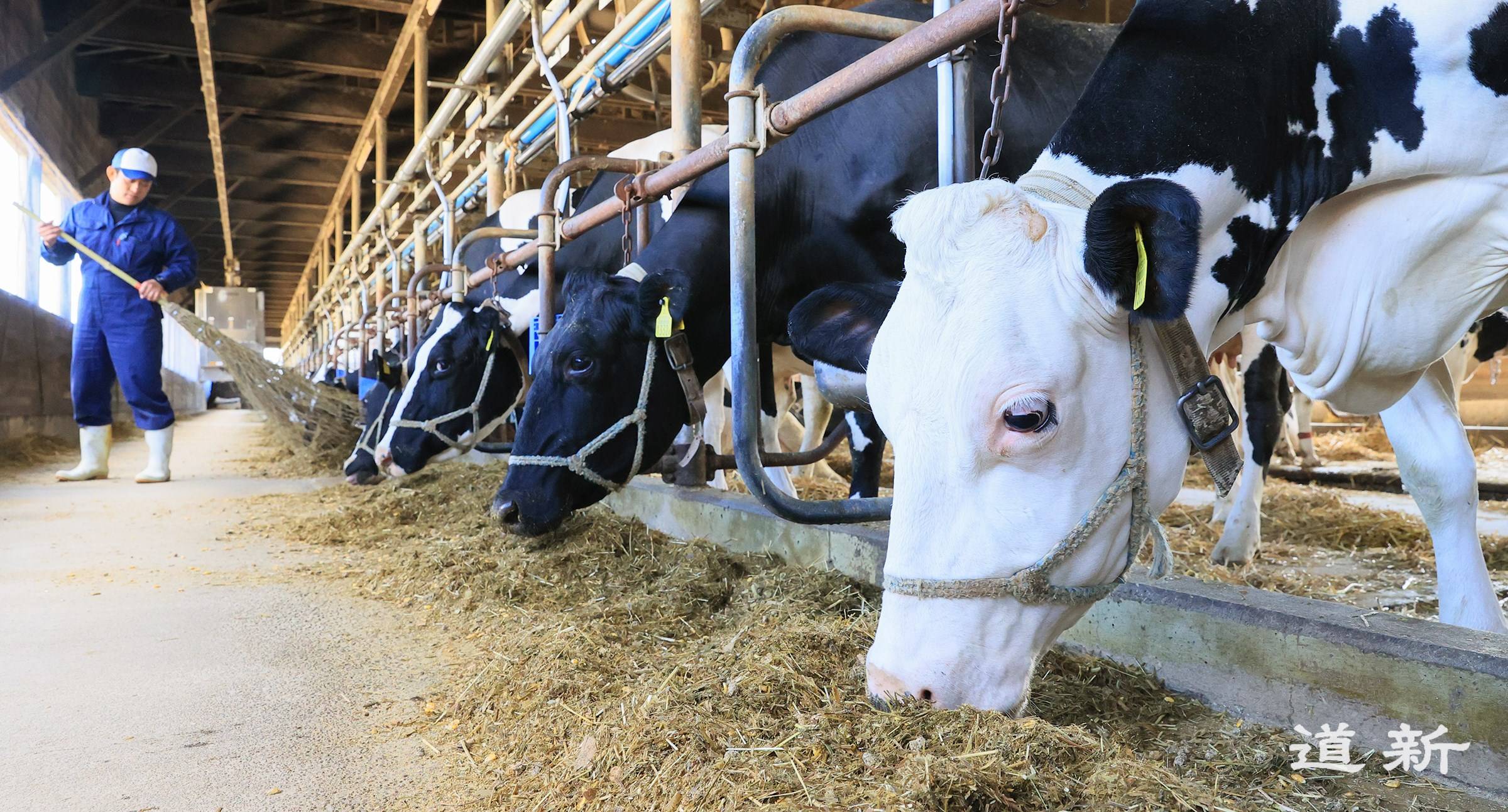 A cattle barn in the town of Okoppe in Hokkaido | HOKKAIDO SHIMBUN