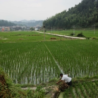 A farmer tends to his rice field in the village of Yangchao in China\'s Guizhou province.  | REUTERS