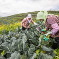Farmers harvest broccoli in Bijie in China\'s Guizhou province. | AFP-JIJI