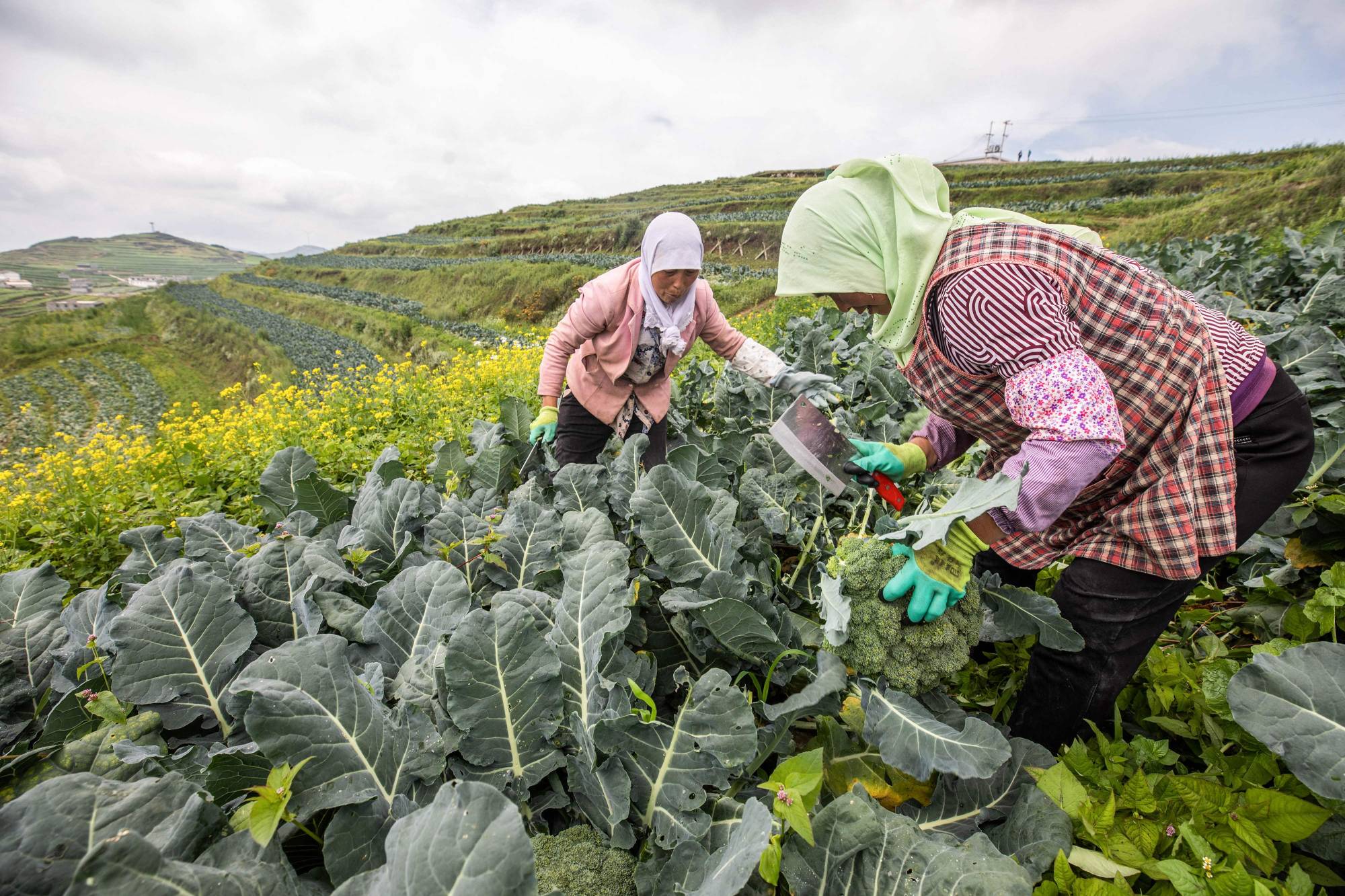 Farmers harvest broccoli in Bijie in China's Guizhou province. | AFP-JIJI
