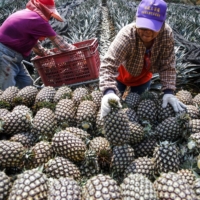 Farmers load harvested pineapples onto a truck at a plantation in Nantou County, Taiwan, in March. | BLOOMBERG 