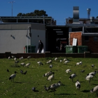 A man wearing a face mask and carrying shopping bags walks past congregating birds during a lockdown to curb the spread of COVID-19 in the Canterbury-Bankstown area of southwest Sydney on Aug. 4. | REUTERS