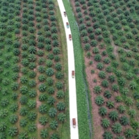 A palm oil plantation on Sumatra island, Indonesia | ANTARA FOTO / VIA REUTERS 