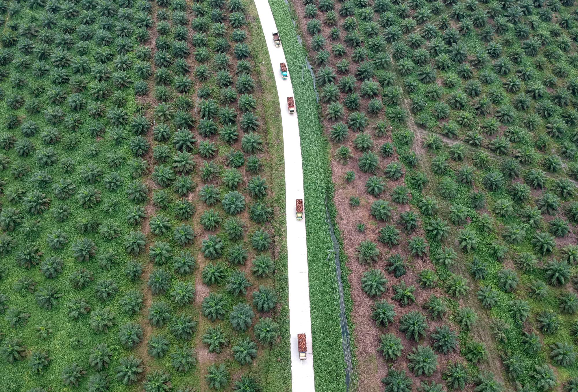 What do Indonesians really think about palm oil?, News