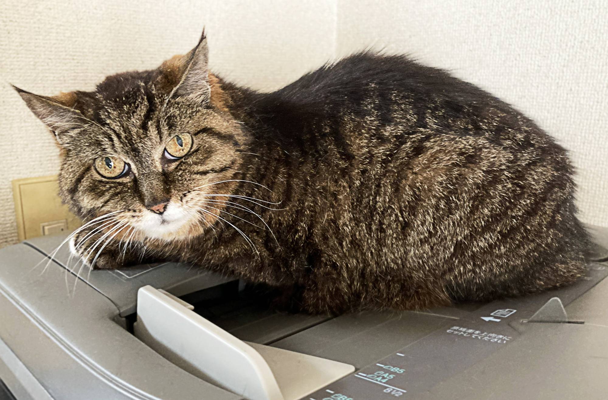 Copy that: Pon is the kind of cat that likes to watch from a distance, but you'll love staring right back at her. | HARUNA AKIYAMA 