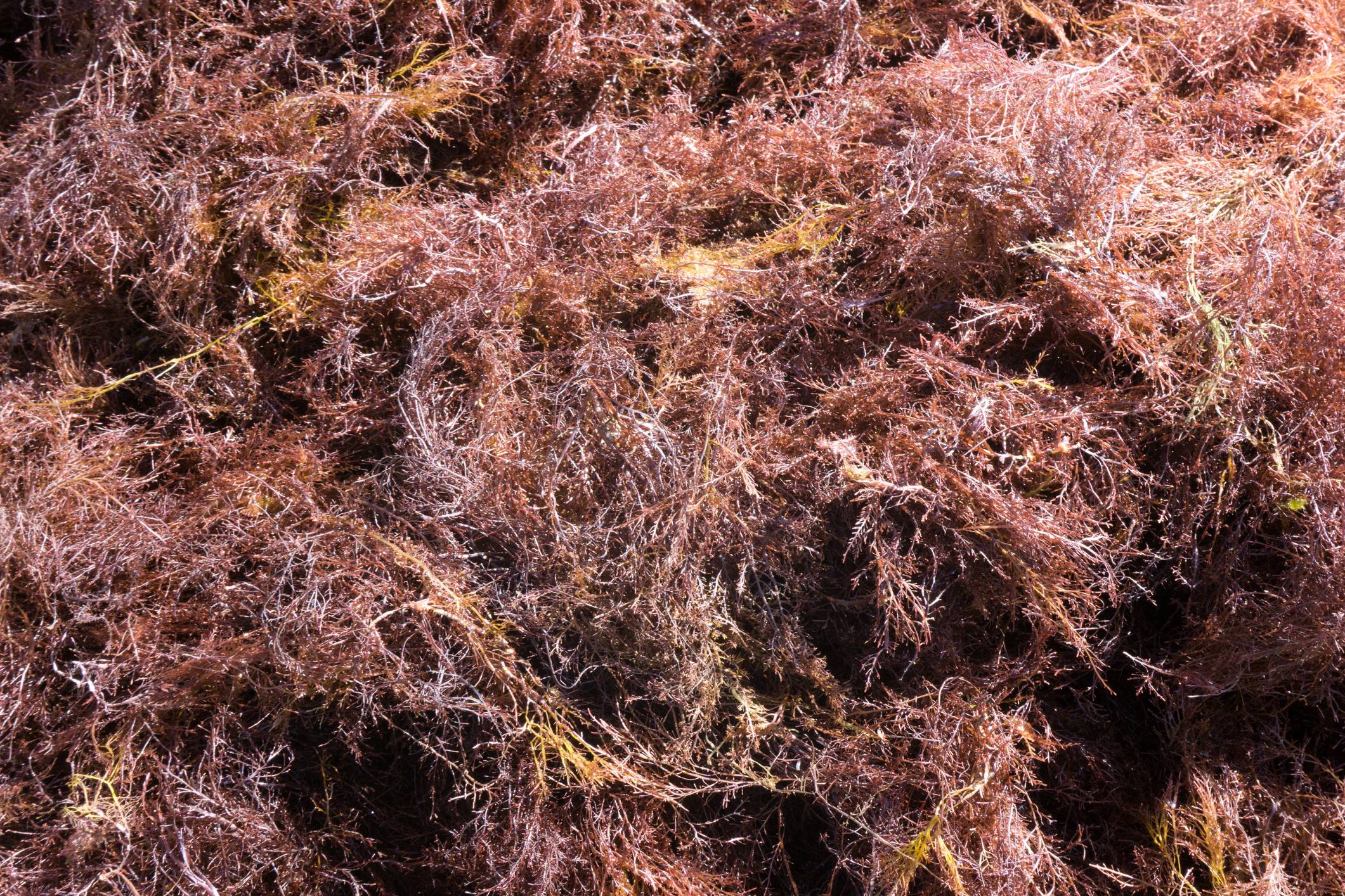 Tengusa algae drying in the sun. Once dried, it can be boiled to make a vegetarian gelatin. | GETTY IMAGES