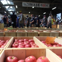The season\'s first auction of apples in Hirosaki, Aomori Prefecture on Aug. 3 | KAHOKU SHIMPO
